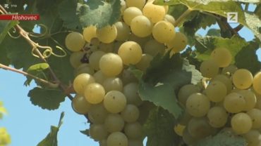 Vinobranie v Pannonii pri Hlohovci
